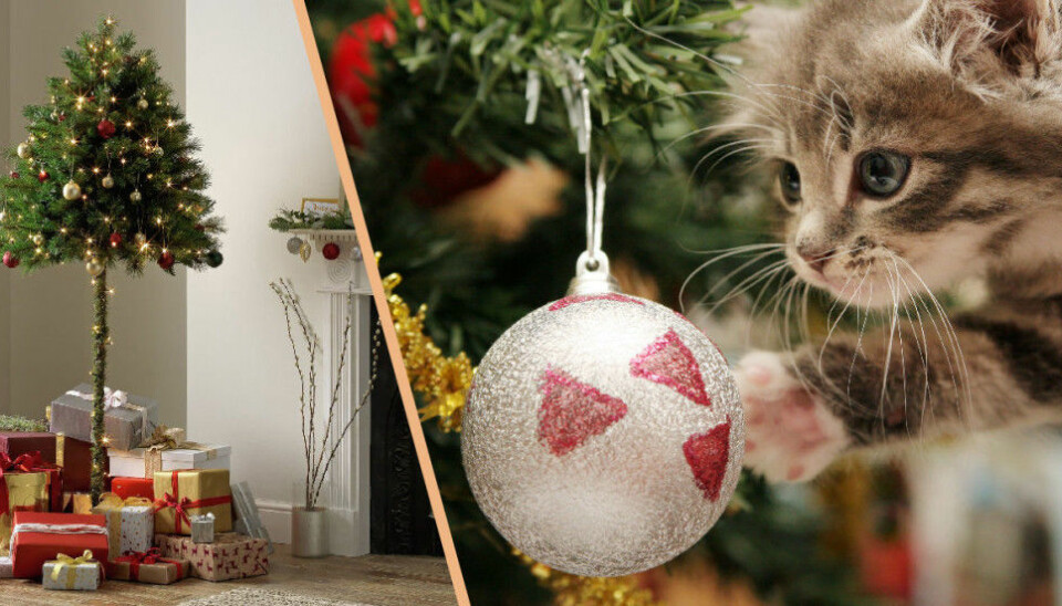 Eller är det den här granen du behöver? Eller är det den här granen du behöver?