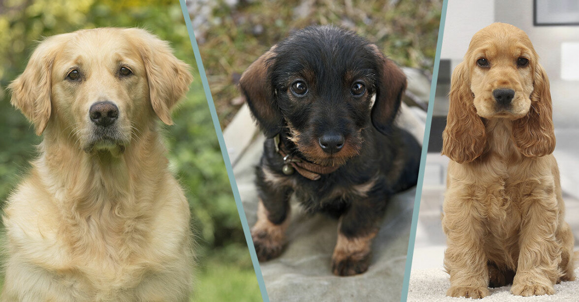 Quiz: Vilken hundras passar ditt liv bäst?