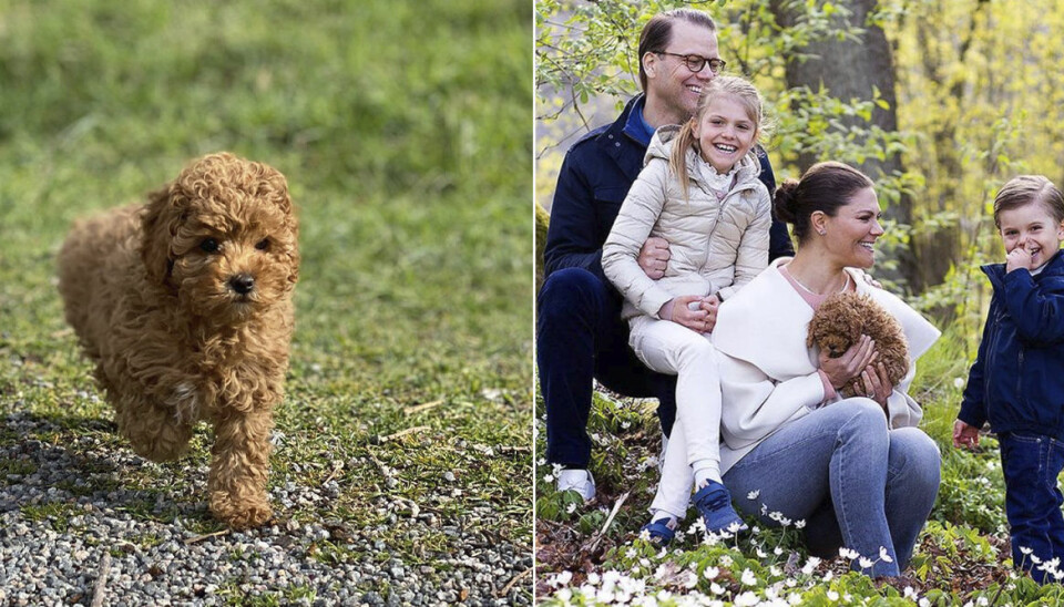 Hunden Rio fick skäll. Hunden Rio fick skäll.