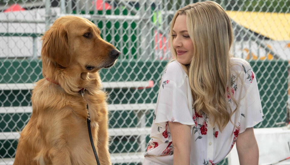 L-R: “Enzo” and Amanda Seyfried in Twentieth Century Fox’s, THE ART OF RACING IN THE RAIN L-R: “Enzo” and Amanda Seyfried in Twentieth Century Fox’s, THE ART OF RACING IN THE RAIN