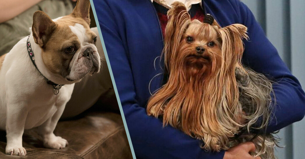 Quiz: Vilken hund tillhör vilken film eller serie