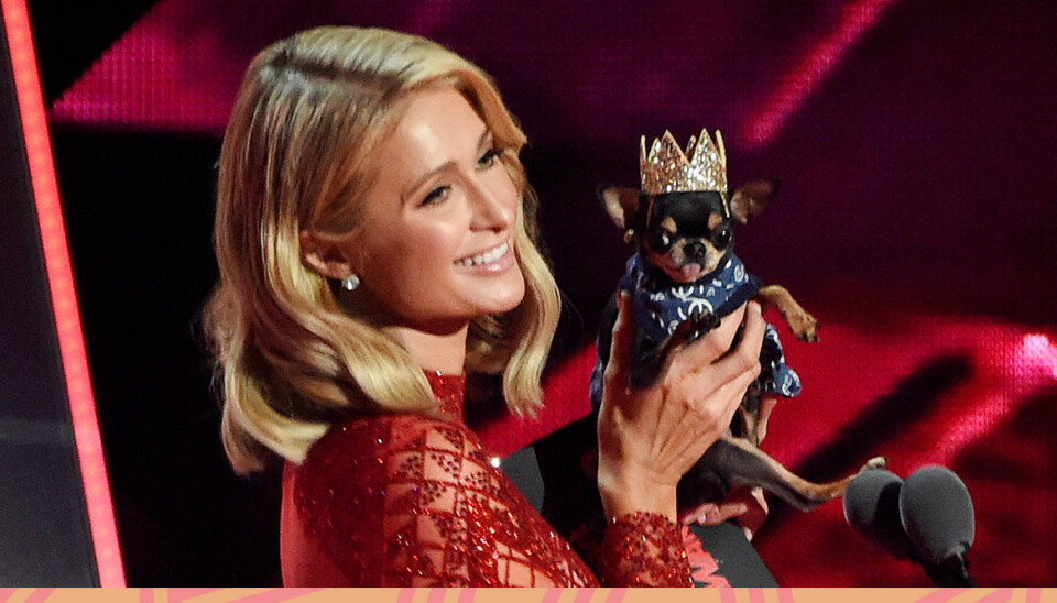 Paris Hiltons present till hunden Diamond Baby – kostar 48 000 kronor