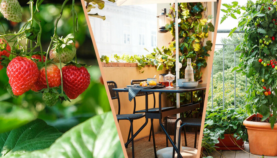 Odla ätbart på balkongen – enkla och smarta tips för att lyckas
