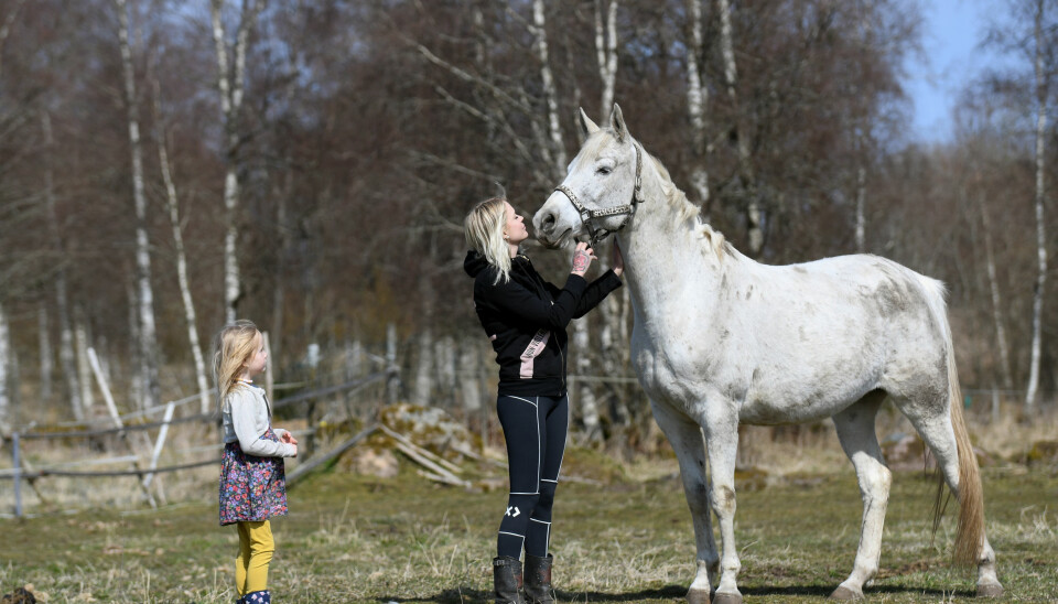 På gården finns sju hästar och elva hundar. På gården finns sju hästar och elva hundar.