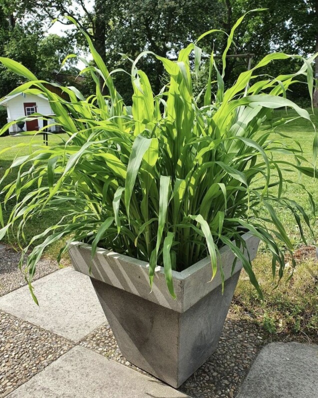 Popcorngräset på bilden är fem veckor gammalt. Foto: Ekotipset. Popcorngräset på bilden är fem veckor gammalt. Foto: Ekotipset.