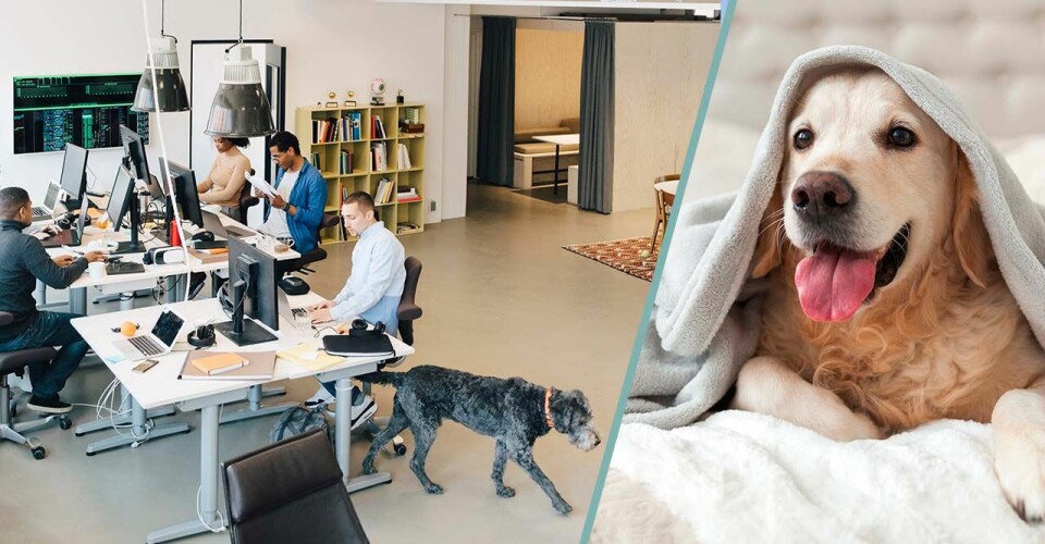 Här är svenska företaget som låter dig ta med hunden till jobbet