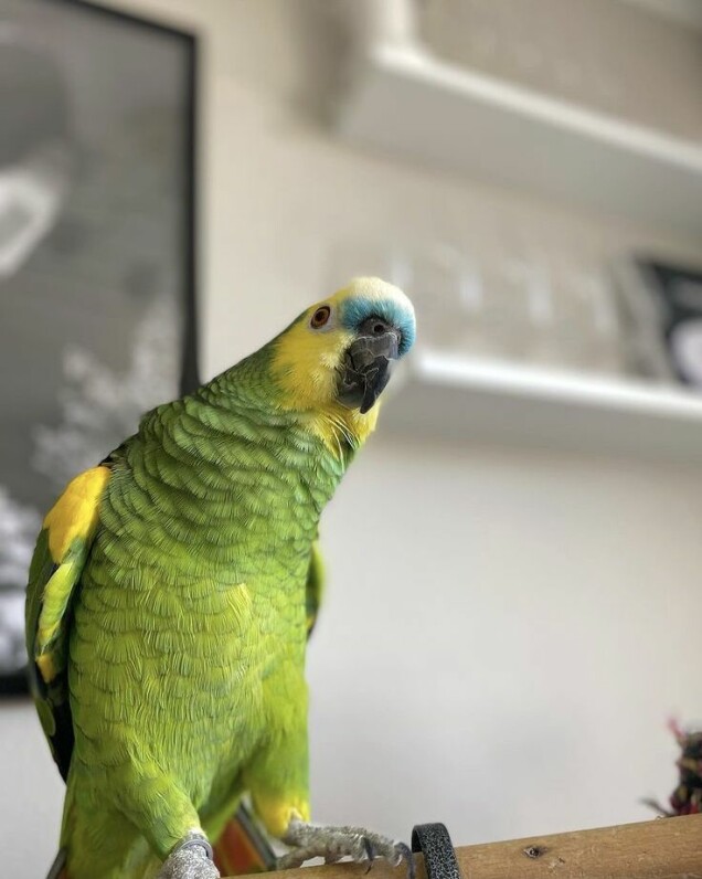 Papegojan Sune har tagit över TikTok – gapar på skånska om städning