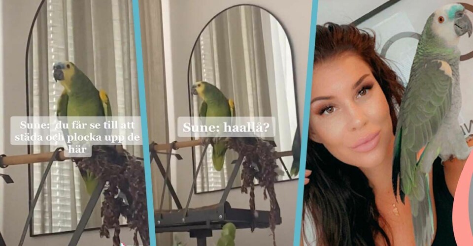 Papegojan Sune har tagit över TikTok – gapar på skånska om städning