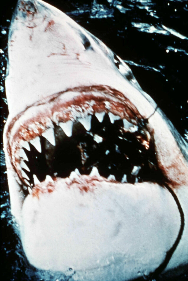 JAWS Date: 1975 JAWS Date: 1975