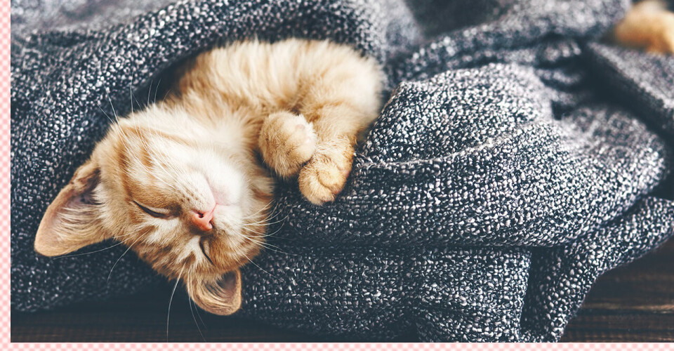 Kattägare gör sig hellre av med sin allergiska partner än med sin katt