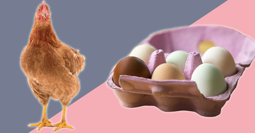 Kravmärkt, frigående och bur – vad betyder vad på äggkartongen?