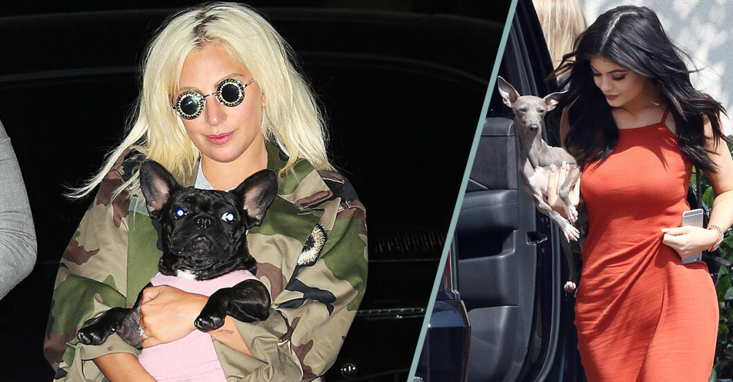 Lady Gaga och Kylie Jenner med sina hundar