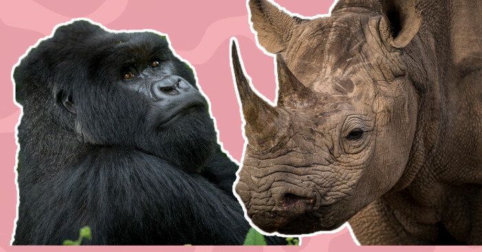 Bergsgorillan och noshörningen som ökade i antal under 2020.