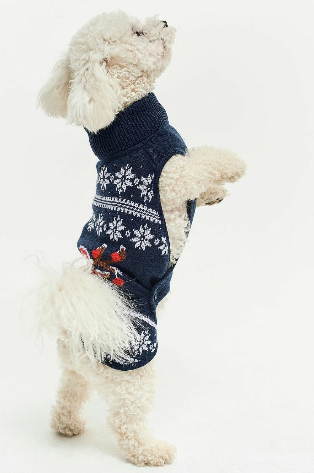 Blå jultröja till hunden inför julen 2019