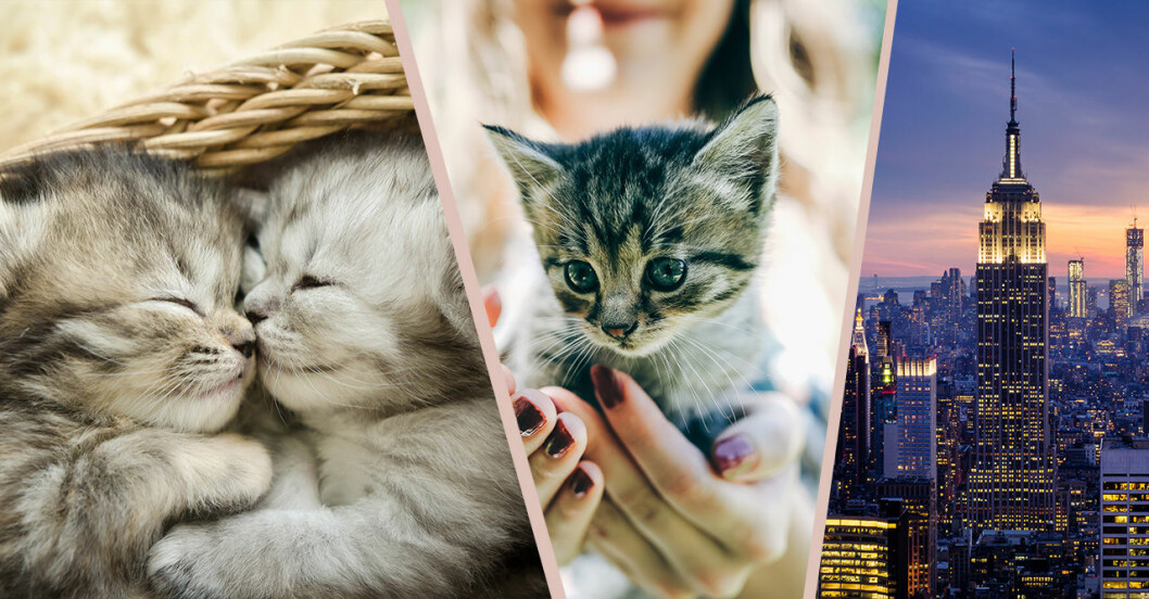 Bo med kattungar på Kittenbnb i New York