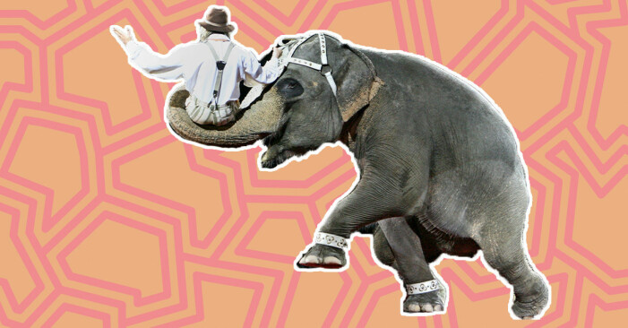 En elefant på cirkus som bär en man med snabeln, numera är vilda djur förbjudet på cirkusar i flera länder.