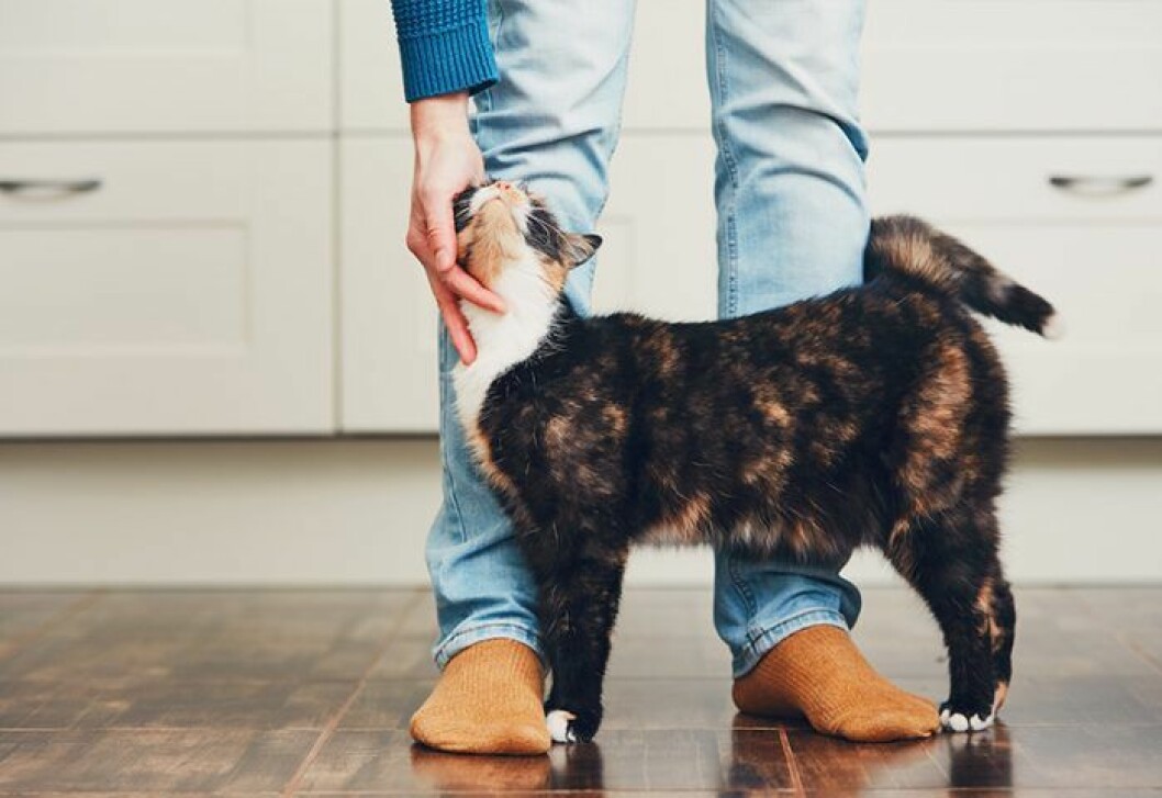 normalviktig katt