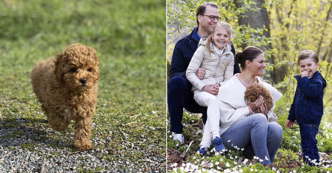 Hunden Rio fick skäll.