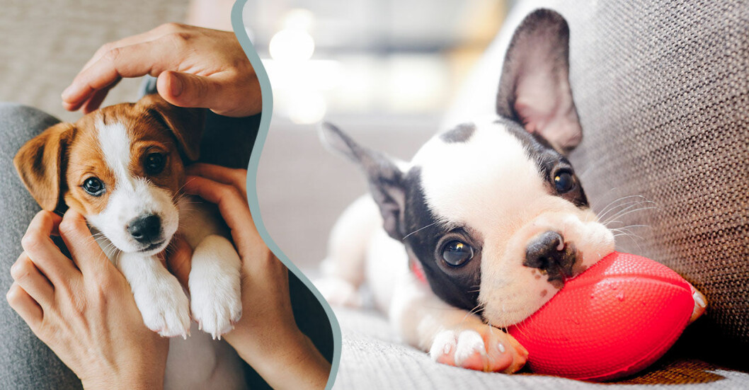 En liten hundvalp, av rasen fransk bulldog, ligger i en soffa och tuggar på en leksak.
