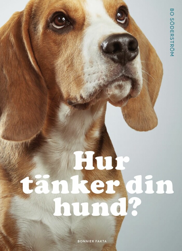 Hur tänker din hund