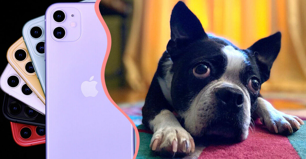 Ett husdjur i form av en hund och en Iphone 11 med kamera.