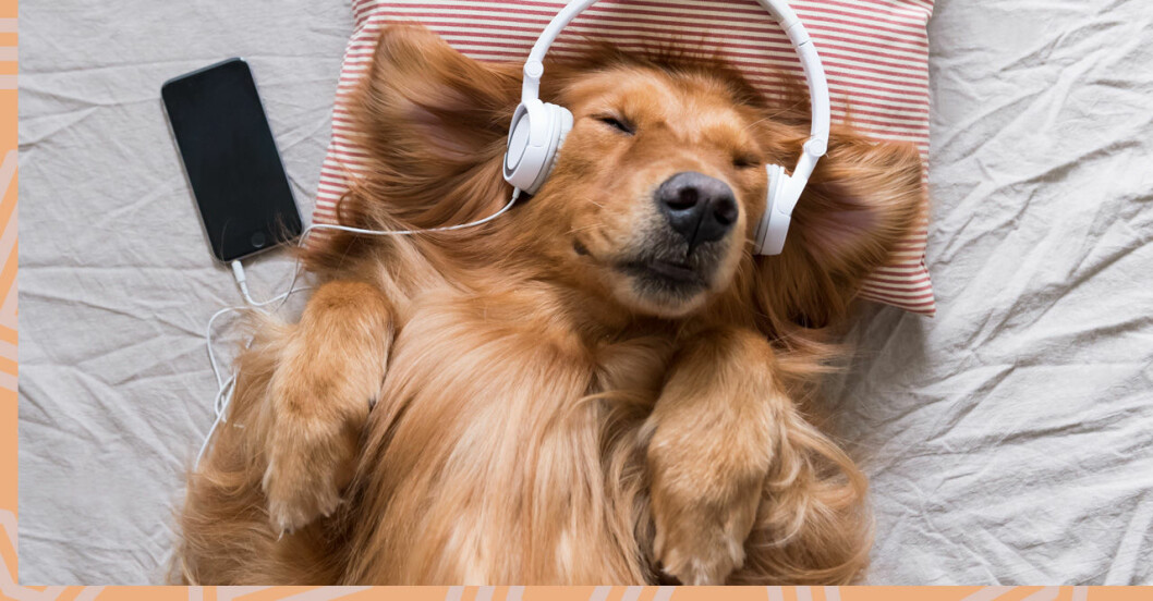 Hund lyssnar på musik