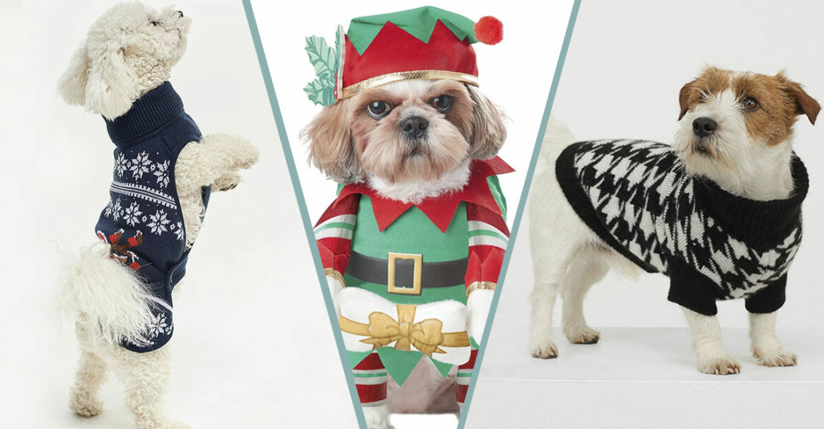 Årets gulligaste köp! 8 jultröjor till din hund 2020