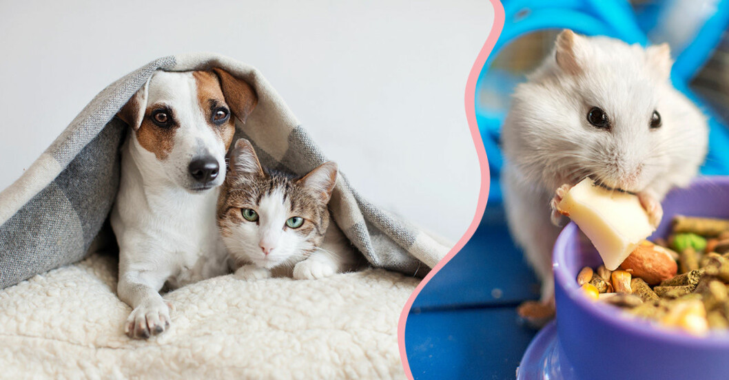 Quiz: Vilket husdjur passar dig bäst, egentligen?