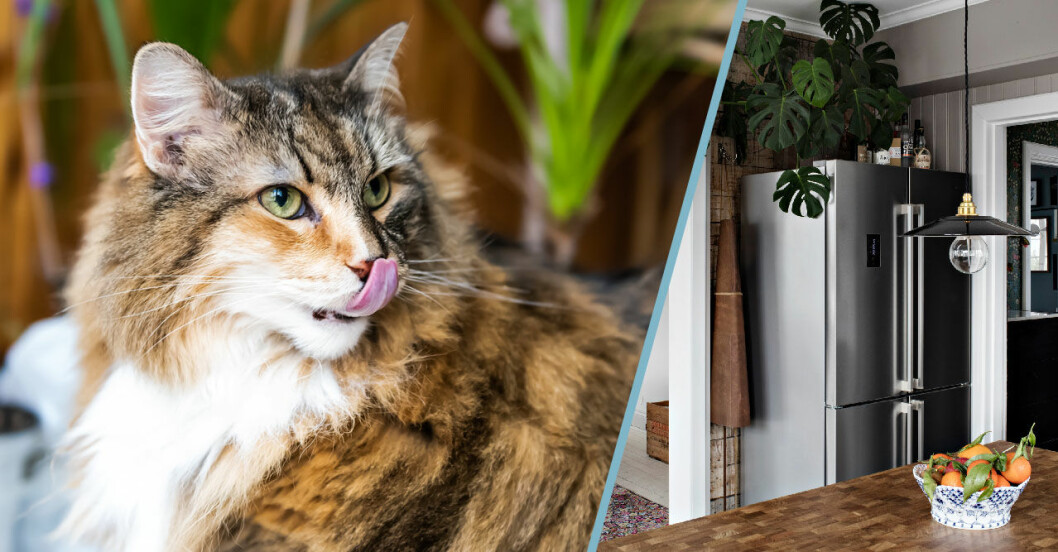 Inred med växter: 7 tips och knep för dig som bor med en katt