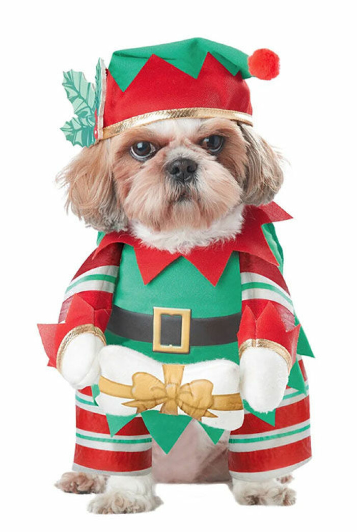 jultroja-hund-partykungen