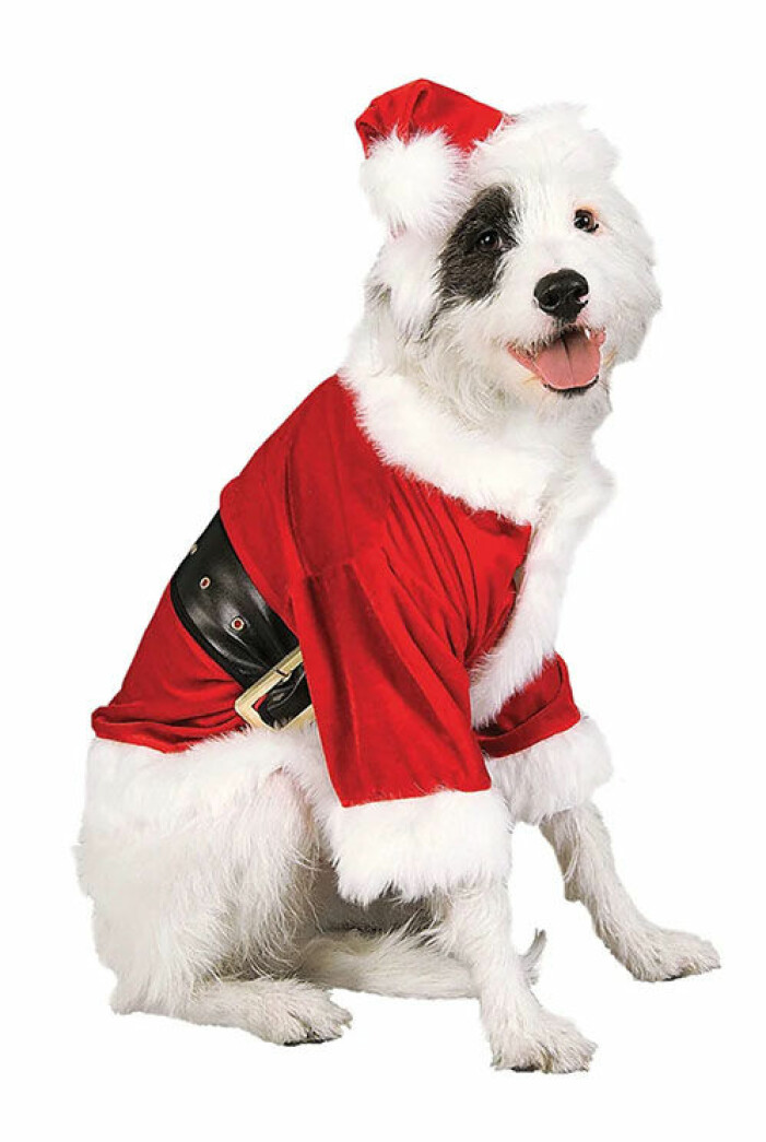 jultroja-hund-partykungen