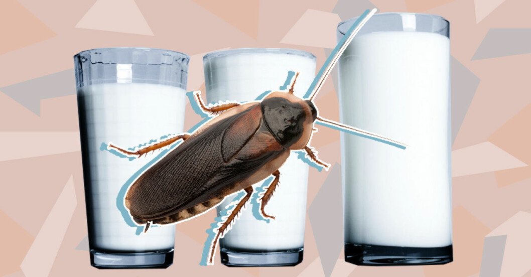 Nya hälsomjölken kommer från kackerlackor