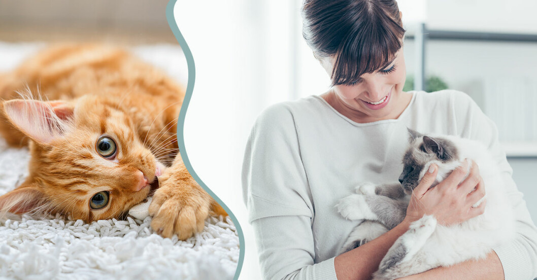 Studie: Kvinnor gosar hellre med katten – än med sin partner
