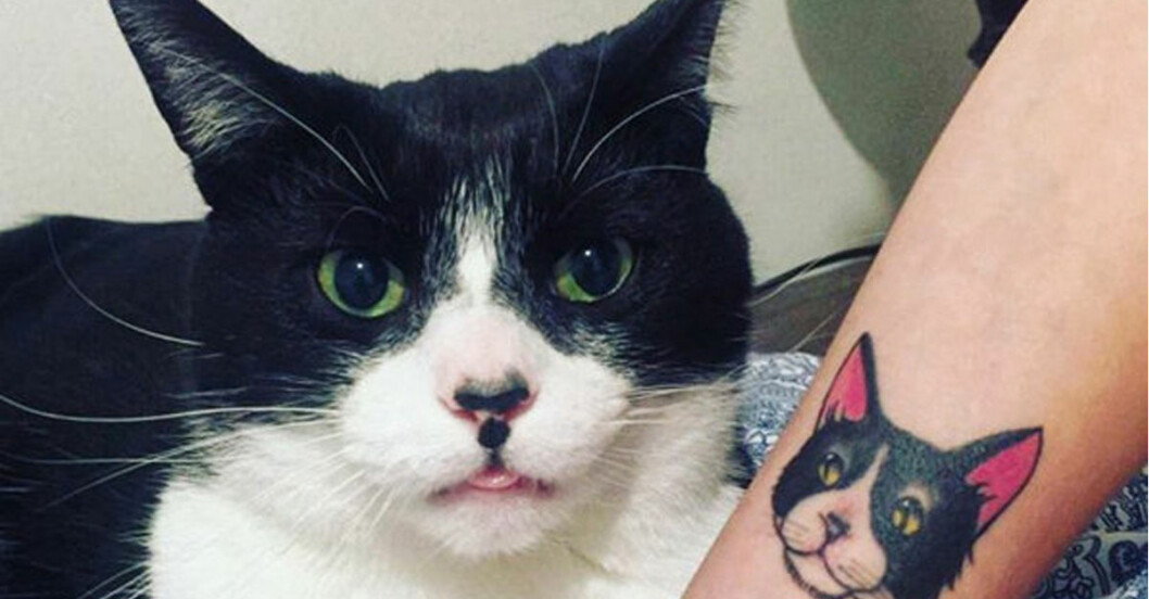 katt tatueringar