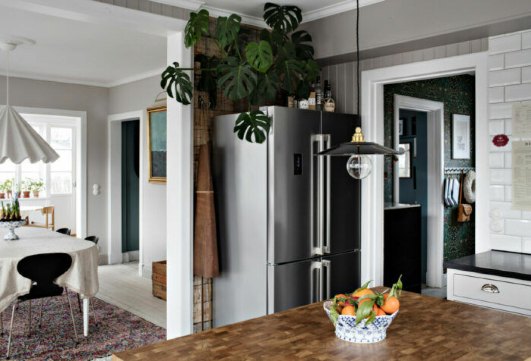Monstera har växtsaft som kan vara irriterande, och bör placeras utom katträckhåll. Foto: Alice Johansson för <a href="https://www.lundin.se/beskrivning/4qoie9lq9hpbkgmg" target="_blank" rel="noopener">Lundin Fastighetsbyrå</a> Inredningstips för katt och monstera
