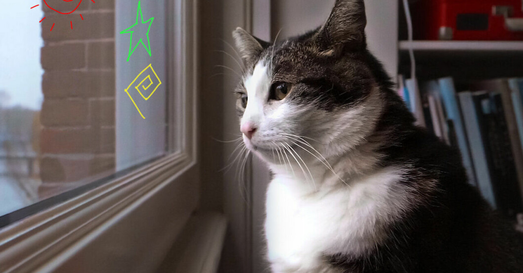 Älskade katter
