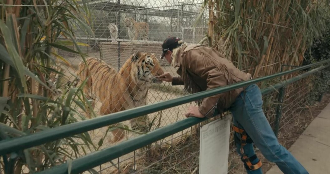 Skadat ben Tiger King