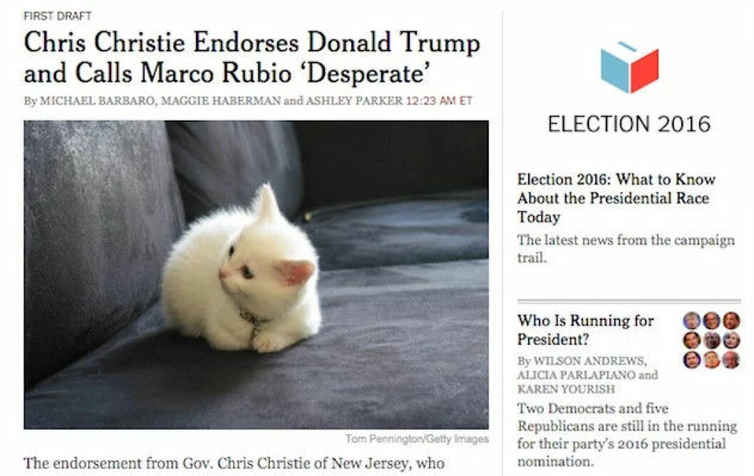 make-america-kittens-again