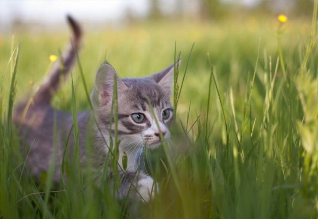 orädd katt