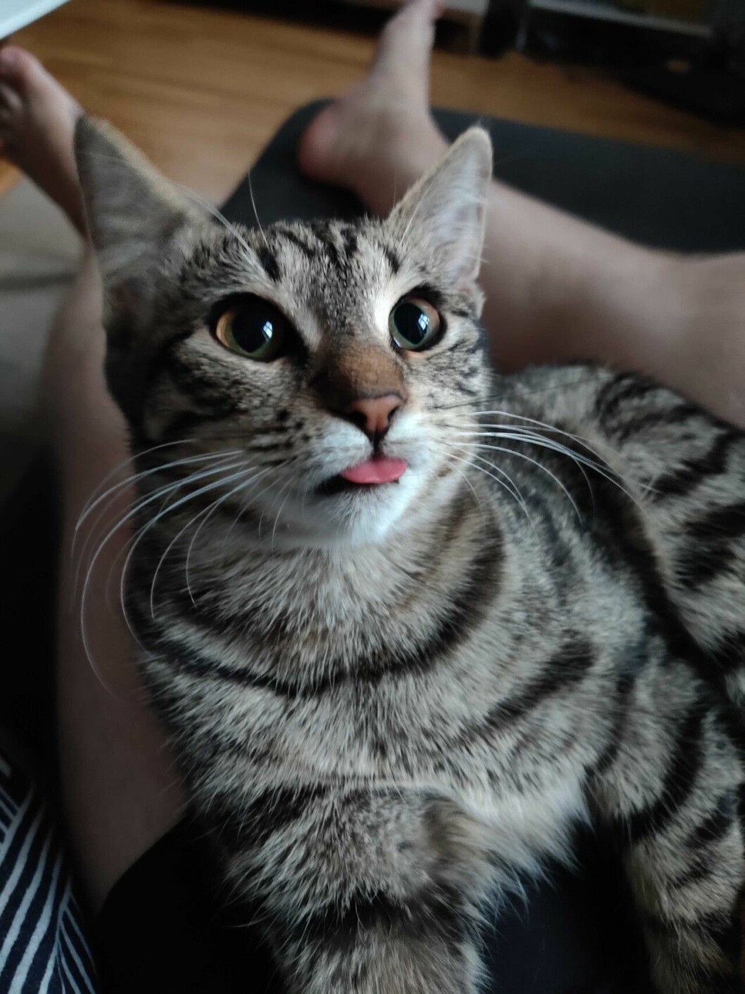 Nattläget ger riktigt bra bilder i dåligt ljus – även när motivet är en katt som rör på sig hela tiden. Oneplus 7 Pro Kameratest: Nattläge