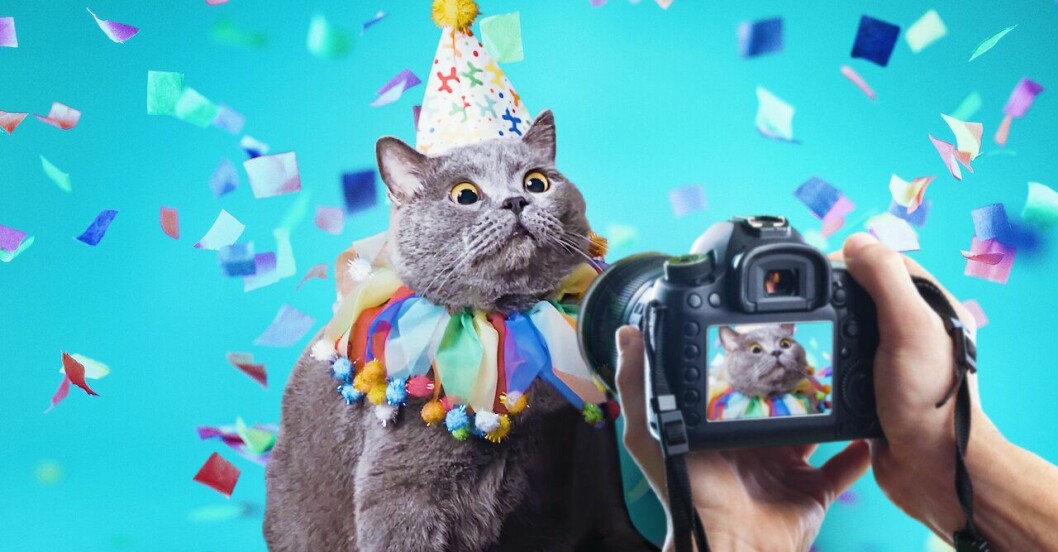 en katt blir fotograferad i Pet Stars på Netflix