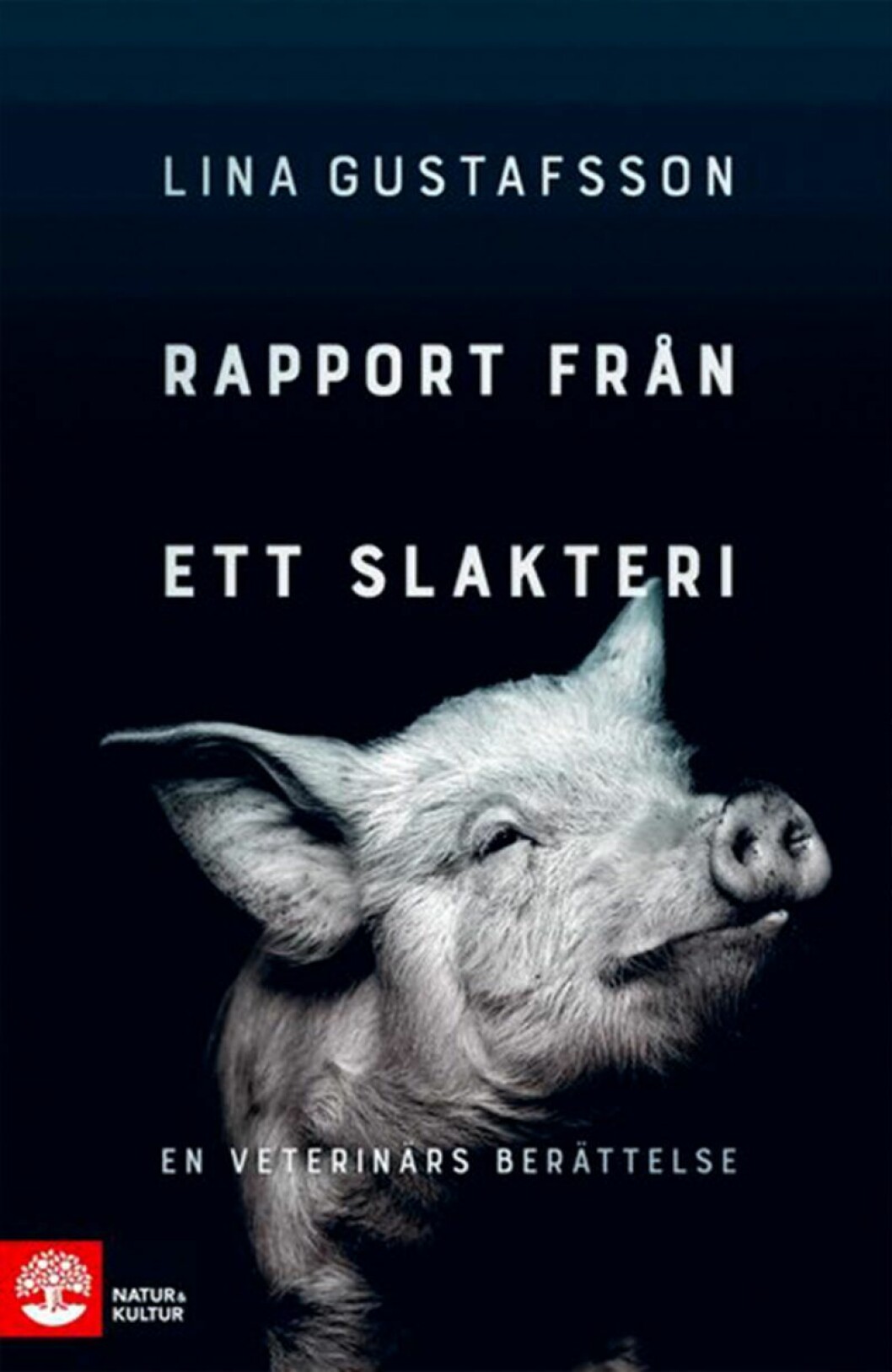 Bokomslag till Rapport från ett slakteri, en svartvit bild på en gris.