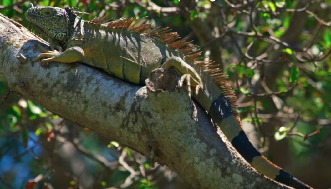 Gullig! Lizard Too hot to handle Netflix