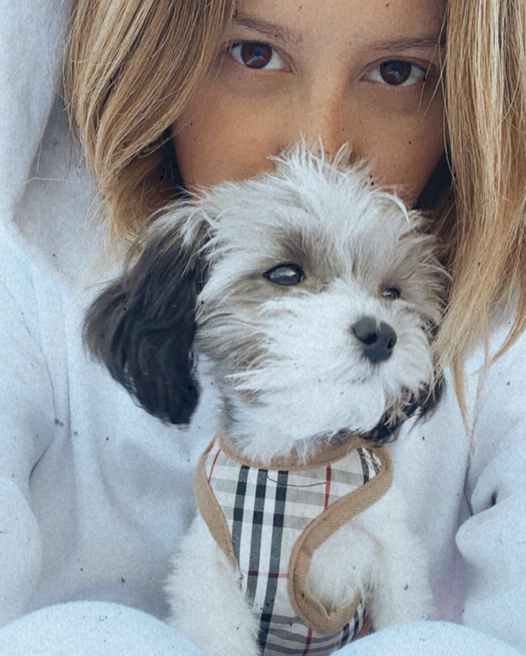 Ashley Tisdale hund