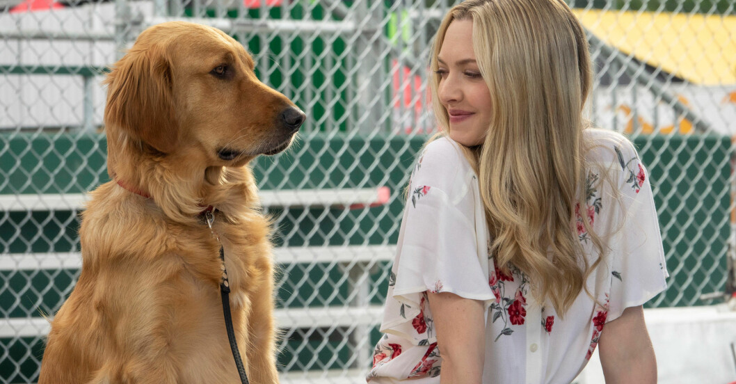 L-R: “Enzo” and Amanda Seyfried in Twentieth Century Fox’s, THE ART OF RACING IN THE RAIN Amanda Seyfried och en hund i The art of racing in the rain