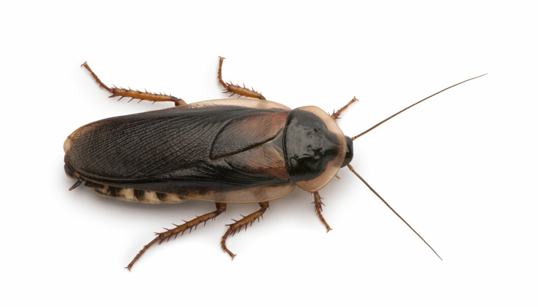Dubia cockroach, Blaptica dubia, in front of white background.