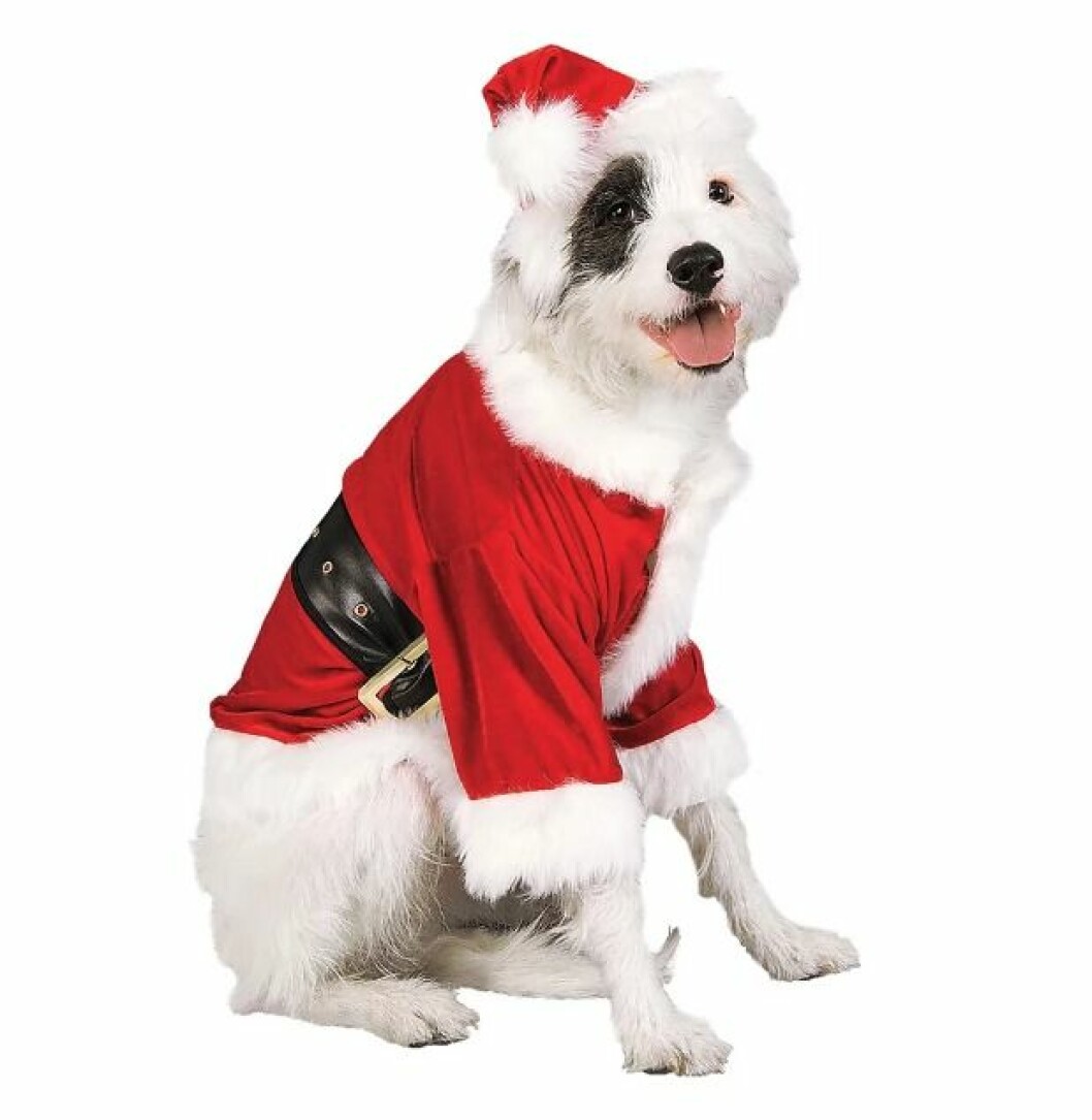 Tomtedräkt till hunden inför julen 2019