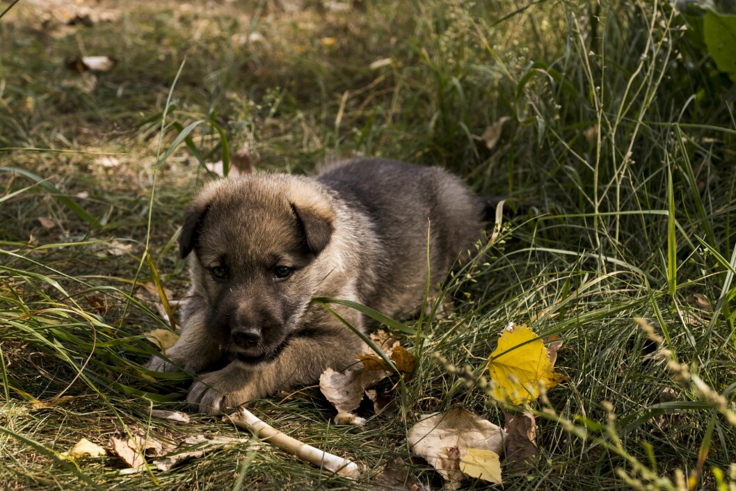 Airbnb djurupplevelser i Tjernobyl - ta hand om övergivna valpar och hundar